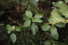 Meriania phlomoides image