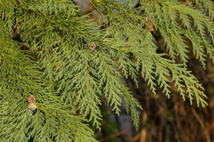 Cupressus × leylandii