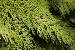 Cupressus × leylandii