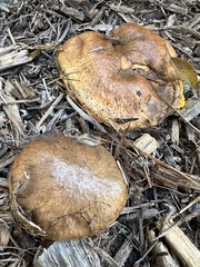 Suillus