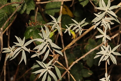 Buddleja davidii