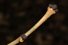 Fraxinus excelsior