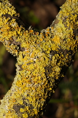 Xanthoria parietina