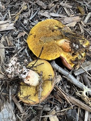 Suillus