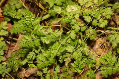 Anthriscus sylvestris