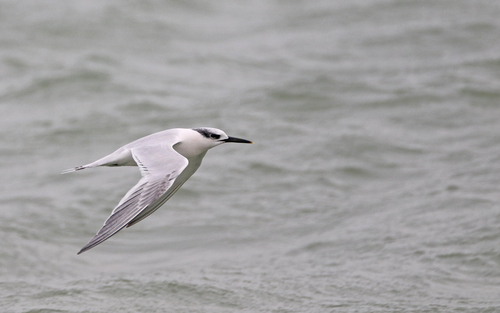 Charrán patinegro (Thalasseus sandvicensis)