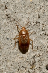 Agnocoris
