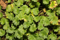 Geranium molle