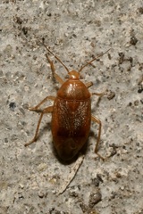 Agnocoris