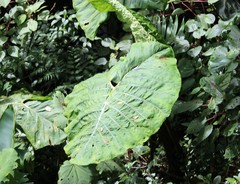 Xanthosoma undipes