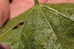 Puccinia malvacearum