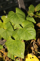 Calystegia silvatica