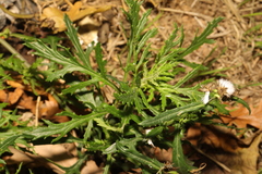 Senecio squalidus
