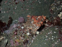 Phyllolithodes papillosus