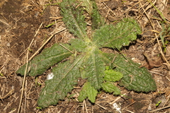 Cirsium vulgare