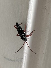 Placosternus crinicornis