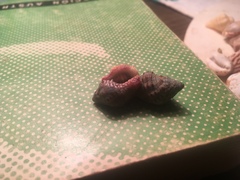 Gemophos sanguinolentus