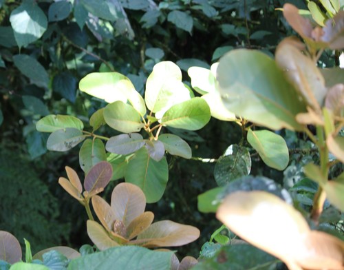 Coyo (Persea schiedeana)