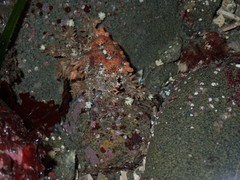 Phyllolithodes papillosus