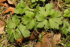 Ranunculus repens