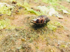 Paguroidea