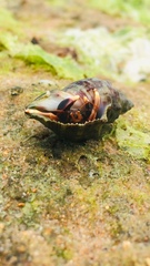 Paguroidea