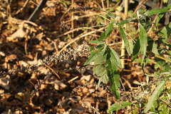 Buddleja davidii