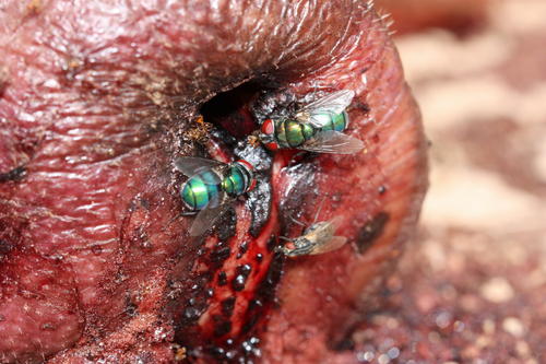 Hairy Maggot Blow Fly photo 4