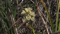 Toxicoscordion venenosum venenosum