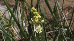 Toxicoscordion venenosum venenosum