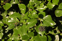Hedera helix