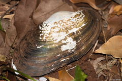 Anodontites trapesialis