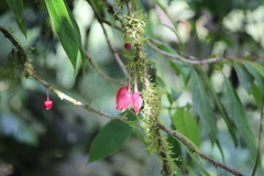 Drymonia conchocalyx