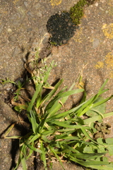 Poa annua