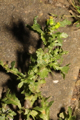 Senecio vulgaris