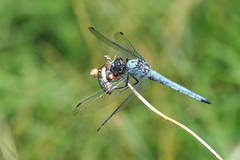 Orthetrum brunneum