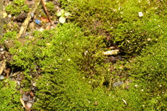 Pottiaceae