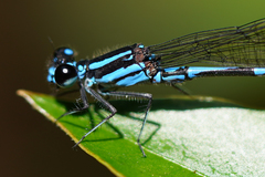 Argia adamsi