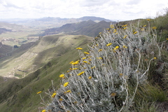 Berkheya rosulata