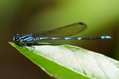 Argia adamsi
