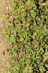 Marchantia polymorpha ruderalis