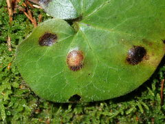 Puccinia asarina