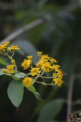 Otopappus tequilanus