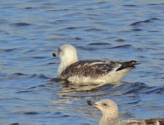 Larus marinus