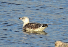 Larus marinus