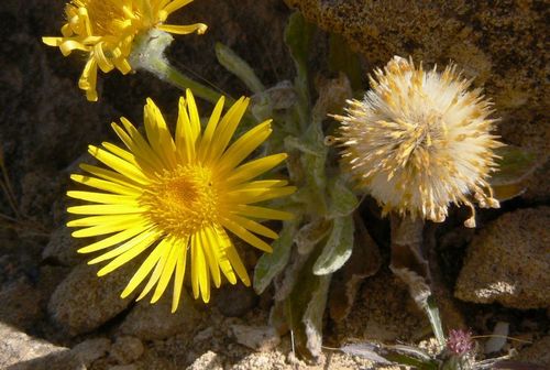 Pulicaria canariensis image