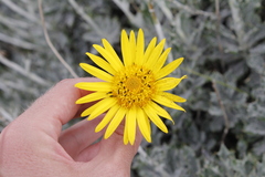 Berkheya rosulata