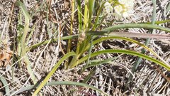 Toxicoscordion venenosum venenosum