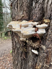 Polyporales