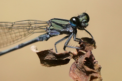 Argia pocomana
